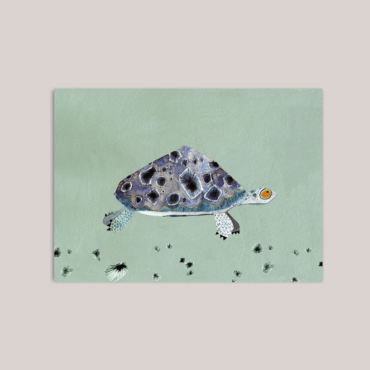 Sternschildkröte