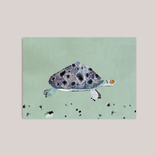 Sternschildkröte